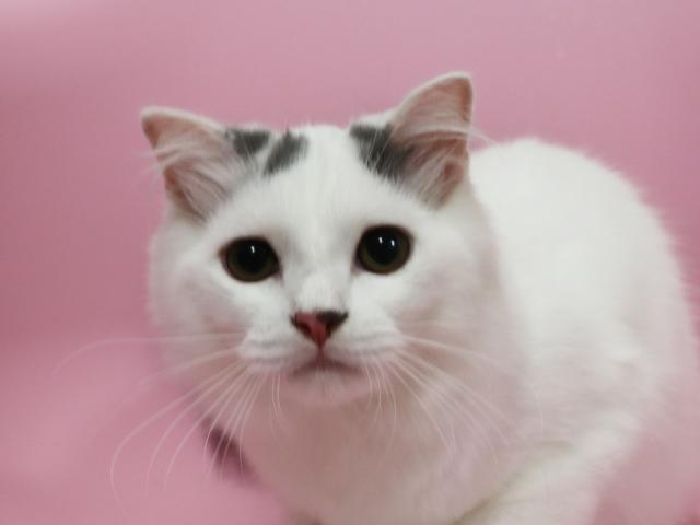 スコティッシュフォールド