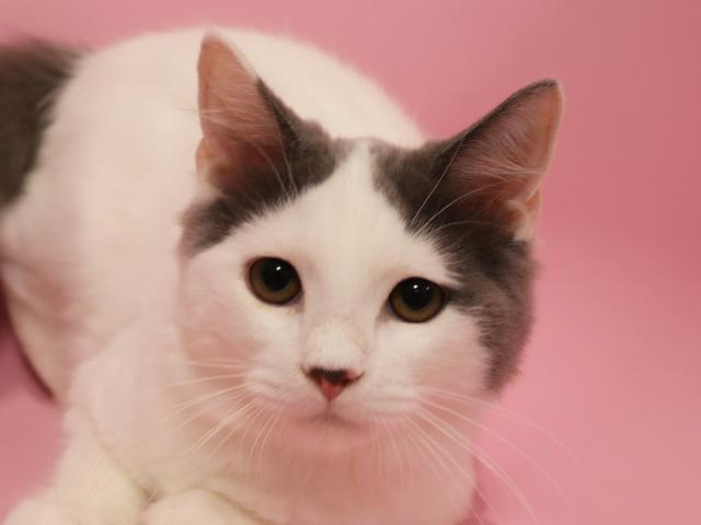 スコティッシュフォールド