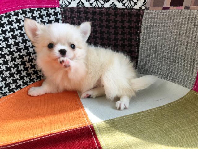 チワワ（ロングコート）