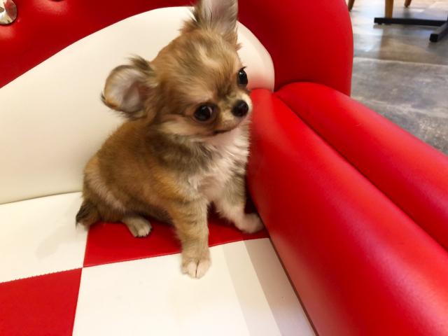 チワワ（ロングコート）