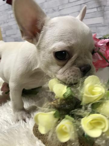 フレンチブルドッグ