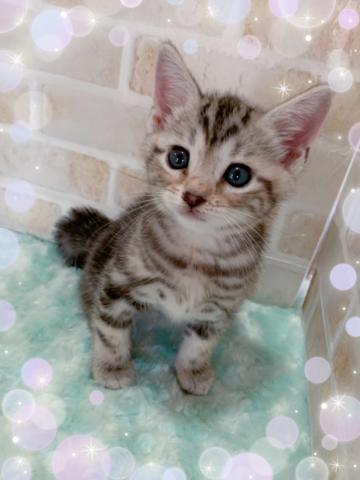 ジェネッタ(足長)