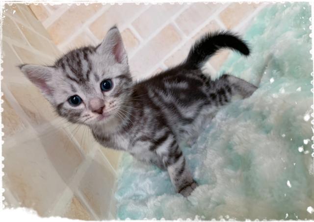 アメリカンショートヘアー