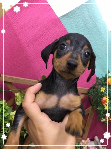 ミニチュアピンシャー