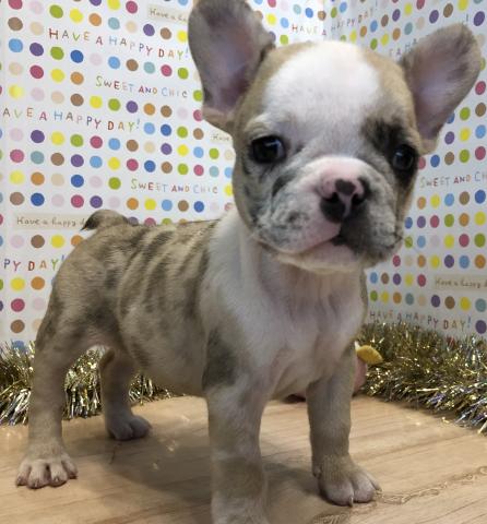フレンチブルドッグ