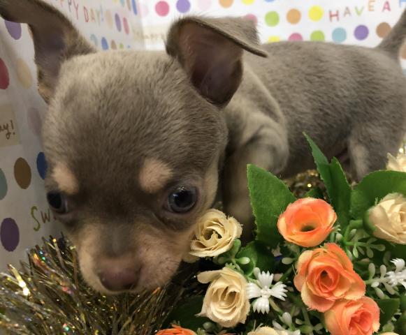 チワワ（スムースコート）