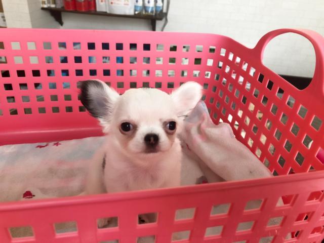 チワワ（ロングコート）