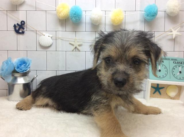 ノーフォークテリア