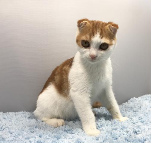 スコティッシュフォールド