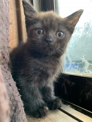 アメリカンショートヘアー