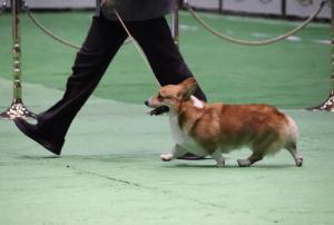 WELLSTARREDKENNEL