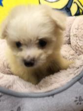 MIX(雑種)㊗️只今!! 子犬💕仔猫❣️最愛なる可愛いキャンペーン中‼️❤️