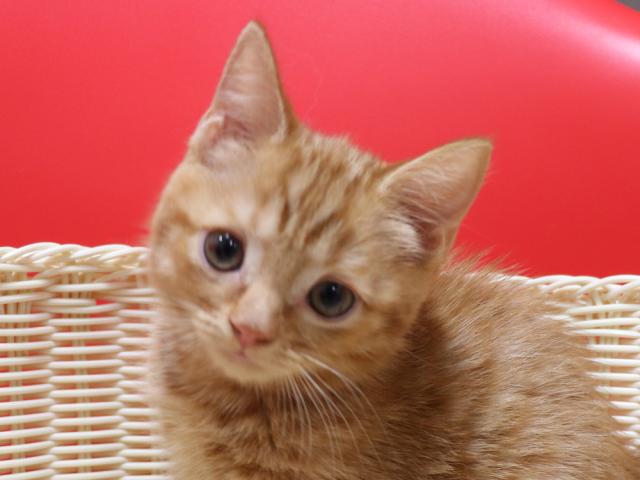 スコティッシュフォールド