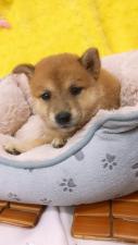 柴犬㊗️只今!! 子犬💕仔猫❣️最愛なる可愛いキャンペーン中‼️❤️