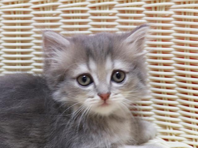 ミヌエット(旧ナポレオン)