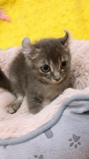 アメリカンカール㊗️只今!! 子犬💕仔猫❣️最愛なる可愛いキャンペーン中‼️❤️