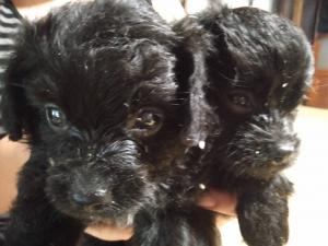 MIX(雑種)㊗️只今!! 子犬💕仔猫❣️最愛なる可愛いキャンペーン中‼️❤️