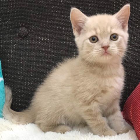 ブリティッシュショートヘア