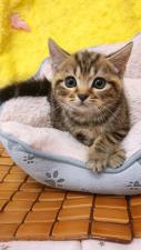 マンチカン㊗️只今!! 子犬💕仔猫❣️最愛なる可愛いキャンペーン中‼️❤️
