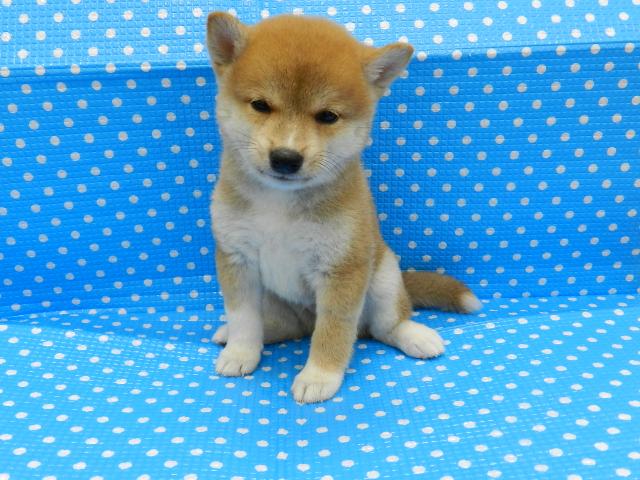 柴犬