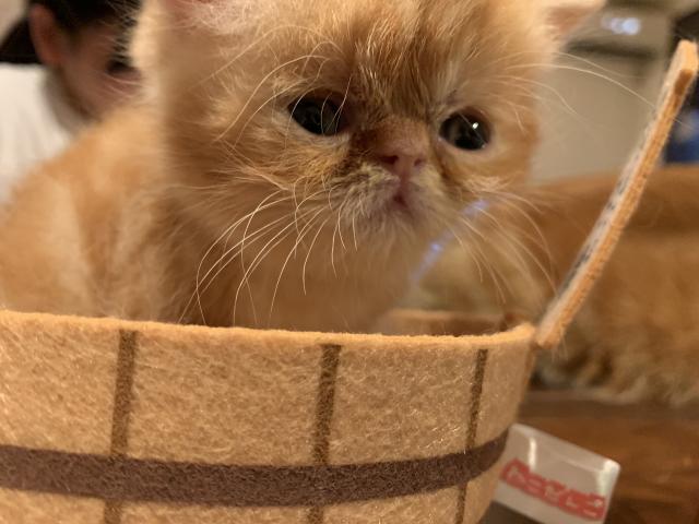 エキゾチックショートヘアー
