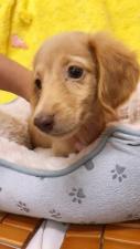 ミニチュアダックスフンド㊗️只今!! 子犬💕仔猫❣️最愛なる可愛いキャンペーン中‼️❤️
