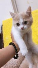スコティッシュフォールド㊗️只今!! 子犬💕仔猫❣️最愛なる可愛いキャンペーン中‼️❤️