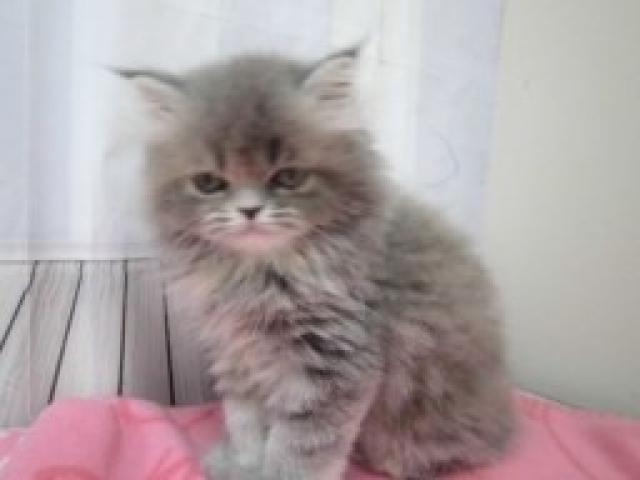 エキゾチックロングヘアー