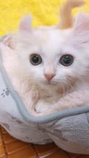 アメリカンカール㊗️只今!! 子犬💕仔猫❣️最愛なる可愛いキャンペーン中‼️❤️