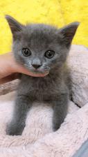 ミヌエット(旧ナポレオン)㊗️只今!! 子犬💕仔猫❣️最愛なる可愛いキャンペーン中‼️❤️