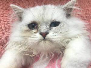 ペルシャ・ヒマラヤン