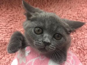 ブリティッシュショートヘア