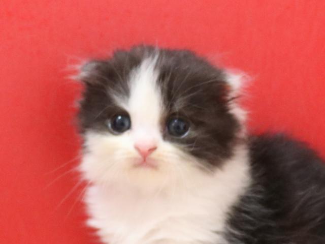 スコティッシュフォールド