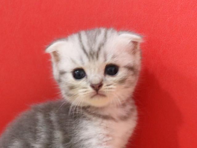 スコティッシュフォールド