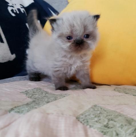 ペルシャ・ヒマラヤン