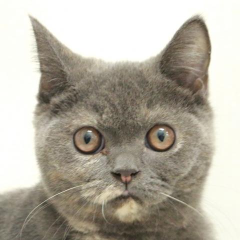 ブリティッシュショートヘア