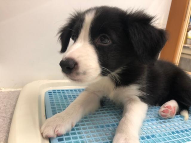 ボーダーコリー