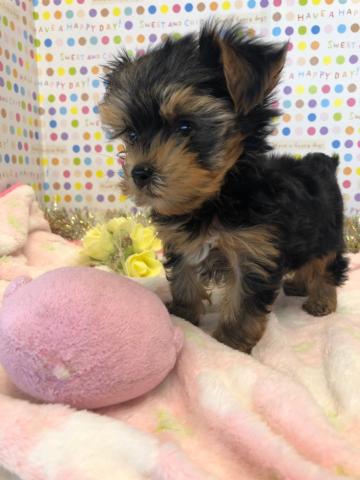 ヨークシャーテリア