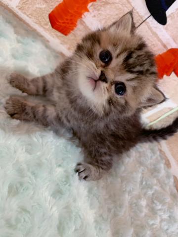 スコティッシュフォールド立ち耳