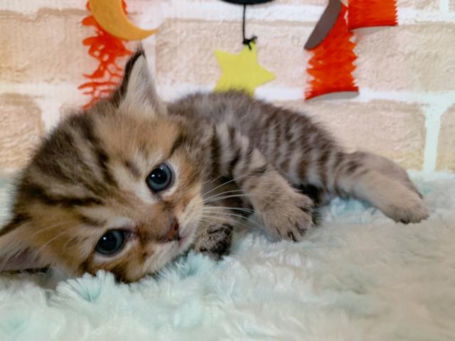 スコティッシュフォールド立ち耳