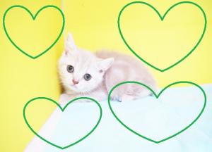 ブリティッシュショートヘア