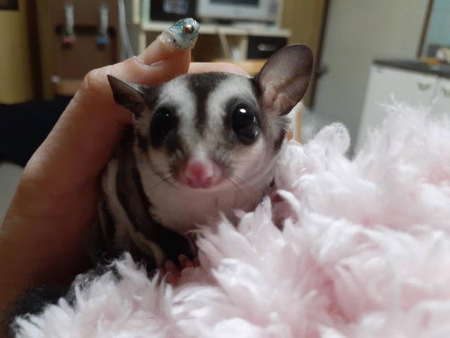 フクロモモンガ ノーマル100%ヘテロクリミノorポッシブルアルビノ