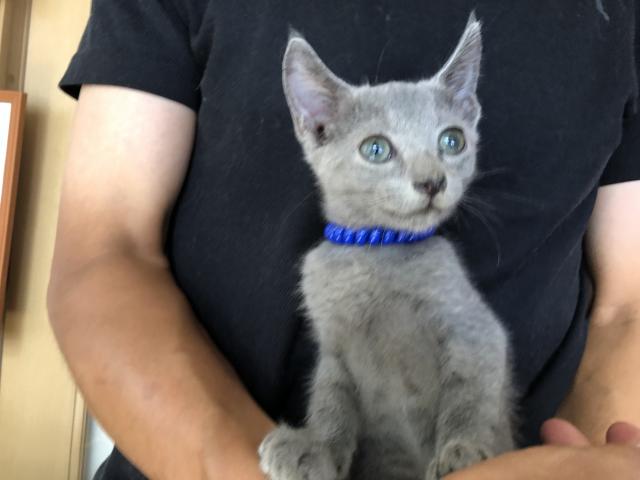 ロシアンブルー