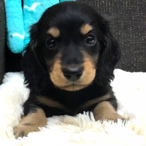 ミニチュアダックスフンド