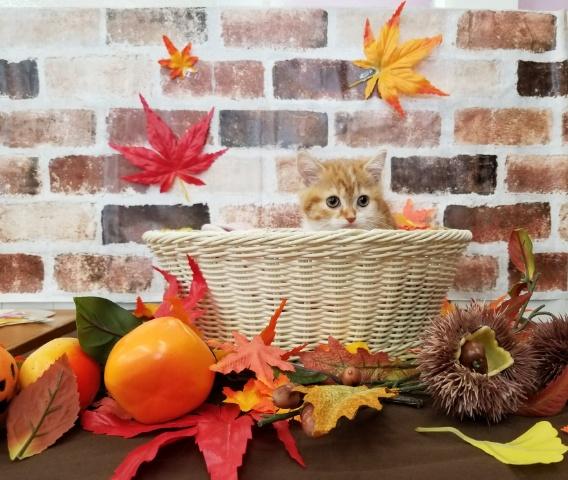 ミヌエット（旧ナポレオン）