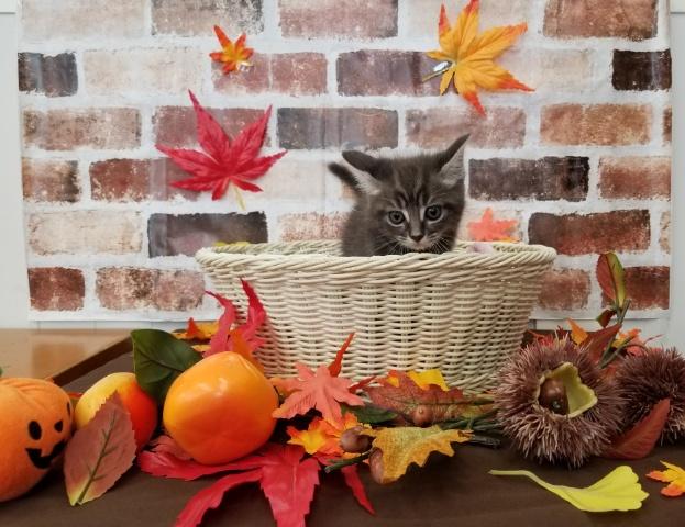 スコティッシュフォールド