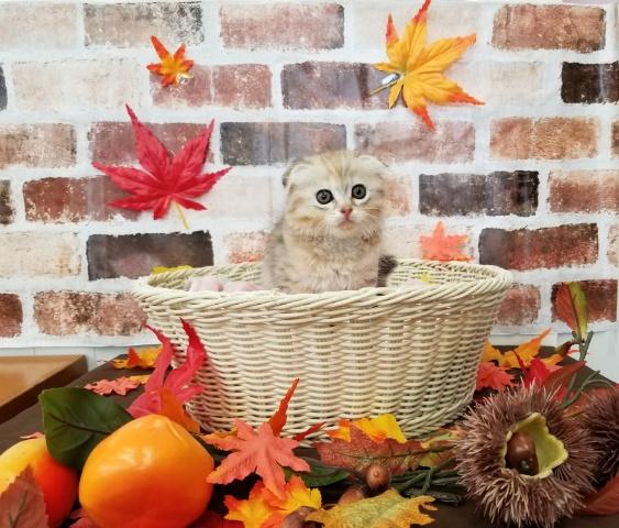 スコティッシュフォールド