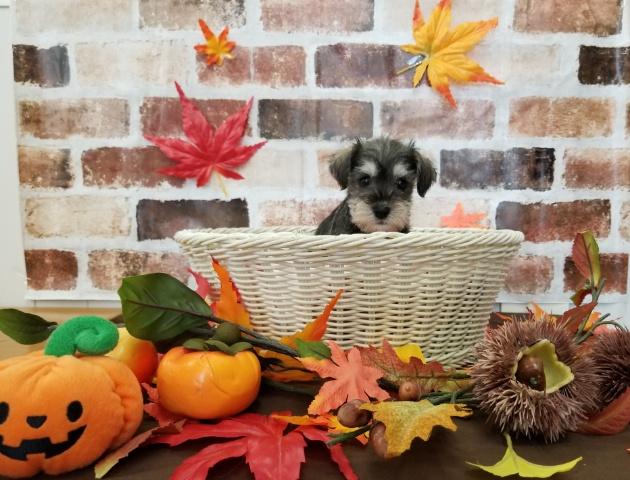 ミニチュアシュナウザー