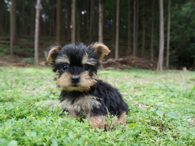 ヨークシャーテリア