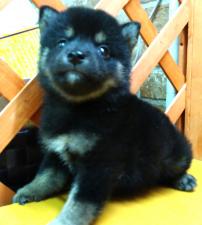 柴犬
